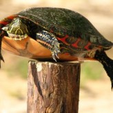 Desparasitación de la tortuga