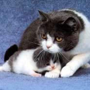 Porque se caracterizan los gatos domèsticos