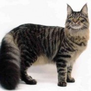 Lo bueno de tener un gato adulto