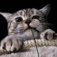 Las razas de gatos más pequeñas