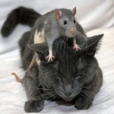 Por qué los ratones le tienen miedo a los gatos.