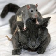 Por qué los ratones le tienen miedo a los gatos.