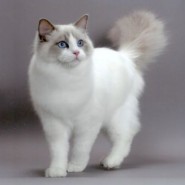 Características del gato Ragdoll
