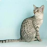 Características del gato Mau Egipcio