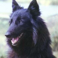 Perro de raza Pastor Belga