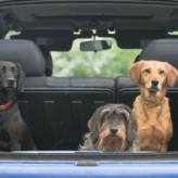 Que hacer para evitar el mareo de nuestro perro dentro del vehiculo