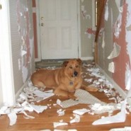 Como preparar al perro para dejarlo solo en casa