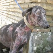 Como tratar la sarna en los perros