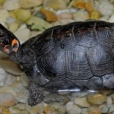 Como cuidar las tortugas de agua en verano