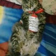 Conozca a Chito, hermoso gato de raza bobtail