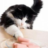 Necesidades especiales de los gatos