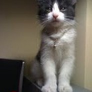 El hermoso gato de Roseane llamado Theo
