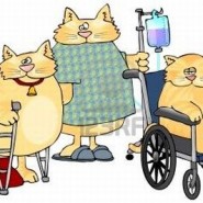 Peritonitis infecciosa felina, transmisión, signos clínicos y tratamiento