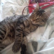 Luigi Zambrano y su gato de raza Ocicat