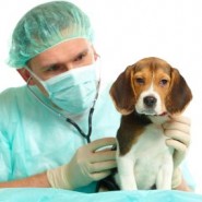 Perros pequeños
