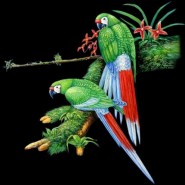 Enfermedad del pico y plumas en las aves