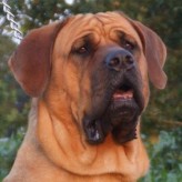 Raza de perro Tosa Inu