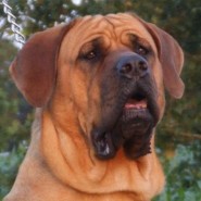 Raza de perro Tosa Inu