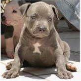 Conozca a Zeus un bello cachorro American Pitbull Terrier