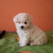 En sube tu mascota, hoy publicamos a Copito.