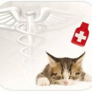 Rinotraqueitis viral felina, transmisión y tratamiento