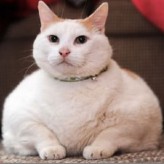 La gordura en los gatos puede ser una señal de enfermedad