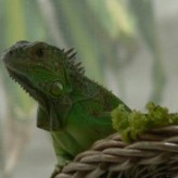 Vitaminas y Calcio para las Iguanas