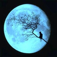 Los gatos y la noche