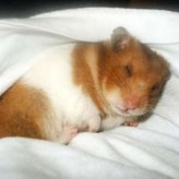 Como debe ser la dieta de los hamsters