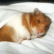 Como debe ser la dieta de los hamsters