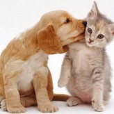 Algunos mitos y verdades sobre las mascotas