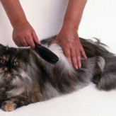 Algunos cuidados que se deben tener con lo gatos