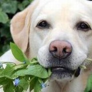 Es sano que nuestras mascotas coman hierba