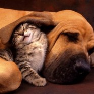 La relación entre perros y gatos, imágenes