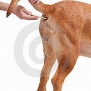 Cómo medir correctamente la temperatura a nuestro perro