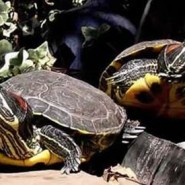 Las tortugas de agua exigen cuidados permanentes