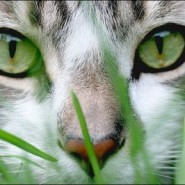 Vitaminas necesarias para gatos
