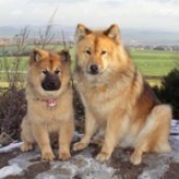 Razas de perros el Eurasier