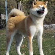 Comportamiento del perro de raza Akita