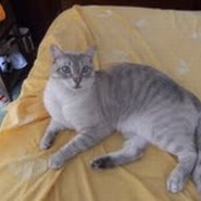 Ariadna y su bello gato Merlín