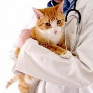 Que es la Panleucopenia felina