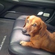 Cuando nuestro mejor amigo se va