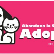 Que es más importante comprar o adoptar un perro