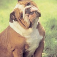 El Bulldog Ingles, una mascota de muchos cuidados
