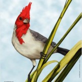 Los Cardenales y su bello colorido