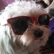 Esta es Coqueta, bella mascota de raza Caniche