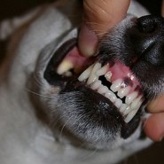 Infecciones dentales caninas mas frecuentes