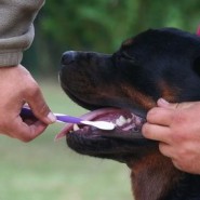 Cómo lavarle los dientes a tu perro