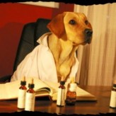 La medicina alternativa para mascotas y sus beneficios