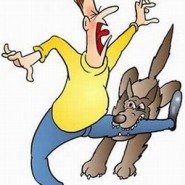 Como evitar la mordedura de un Perro